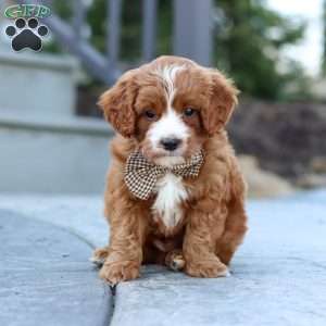 Kobe, Cavapoo Puppy
